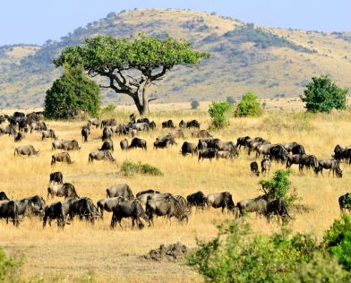 Най-доброто от Кения и Танзания с водач от България