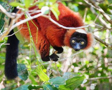 Екскурзия в МАДАГАСКАР - Земя на контрасти - лемури, китове и плажове